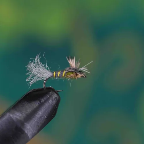 Spent Split Wing Dun