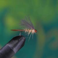 CDC Hares Ear Orange