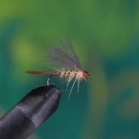 CDC Hares Ear Orange