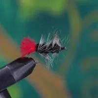 Black Woolly Worm