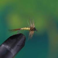 Greenwells Glory Without Wings