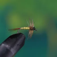 Greenwells Glory Without Wings