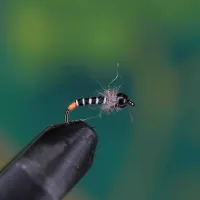 Black Head Hairy Orange Tail