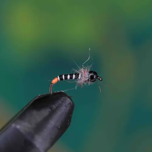 Black Head Hairy Orange Tail