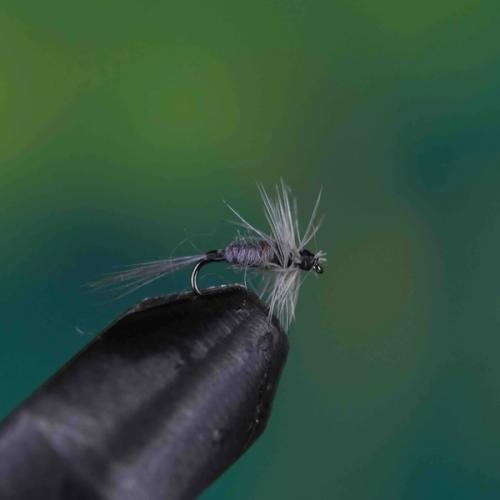 Blue Dun Grey Midge