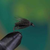 Black Peacock Spider