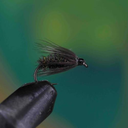 Black Peacock Spider