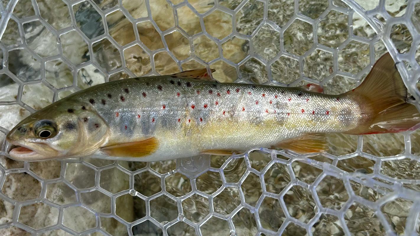 Fliegenfischen mit Herz Bachforelle