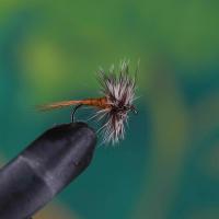 Adams Body Light Brown