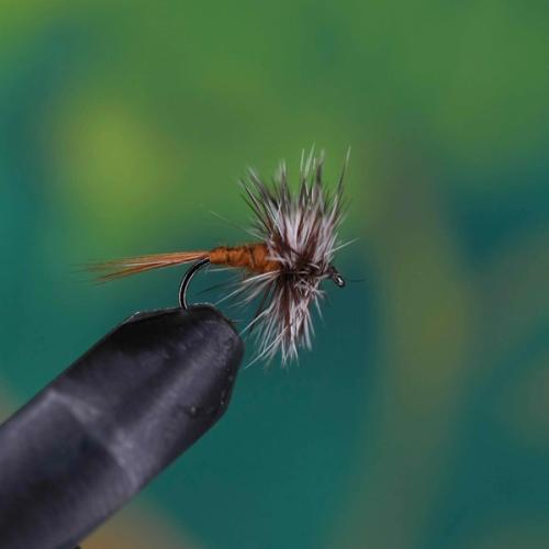 Adams Body Light Brown