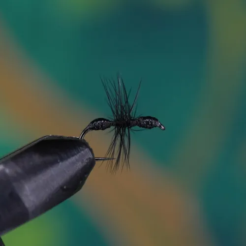 Transparent Ant Black