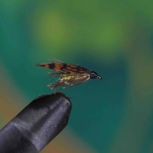 Grouse Yellow Spider