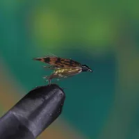 Grouse Yellow Spider