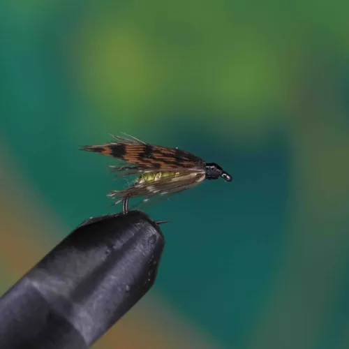 Grouse Yellow Spider