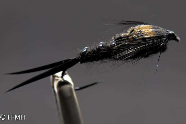 Black Stonefly