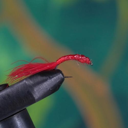 Bloodworm