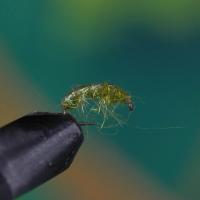 Olive Syntrex Bug / Scud