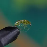 Olive Syntrex Bug / Scud