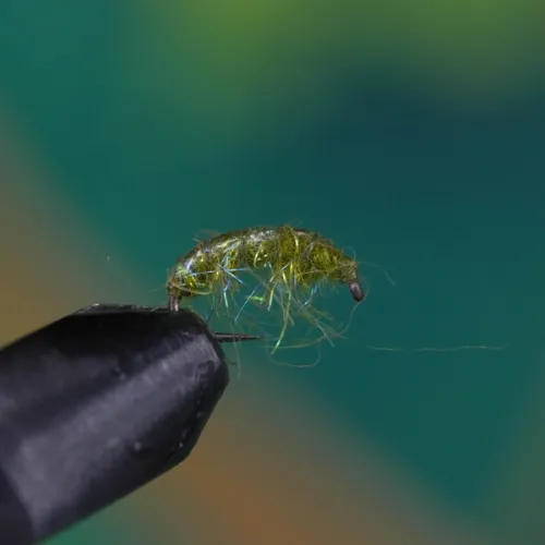 Olive Syntrex Bug / Scud