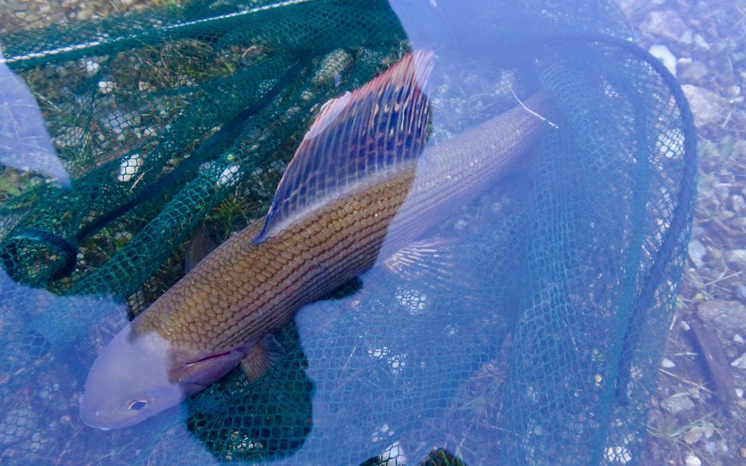 Äschenfieber am Inn im Unterland