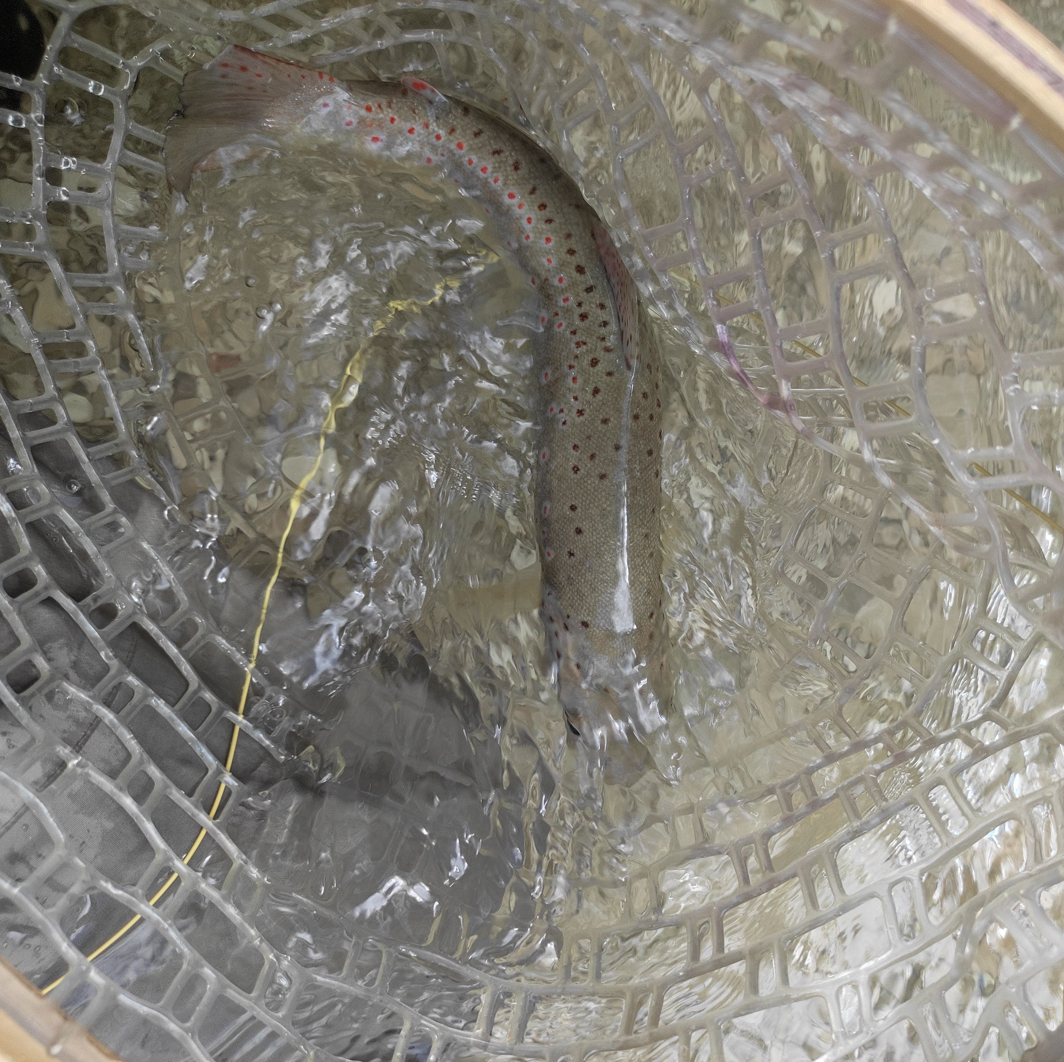 Bachforelle im Kescher, schonend im Wasser gelandet