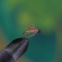 Partridge Orange Spider