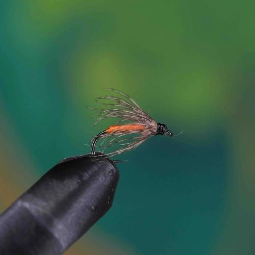 Partridge Orange Spider