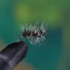 Griffiths Gnat