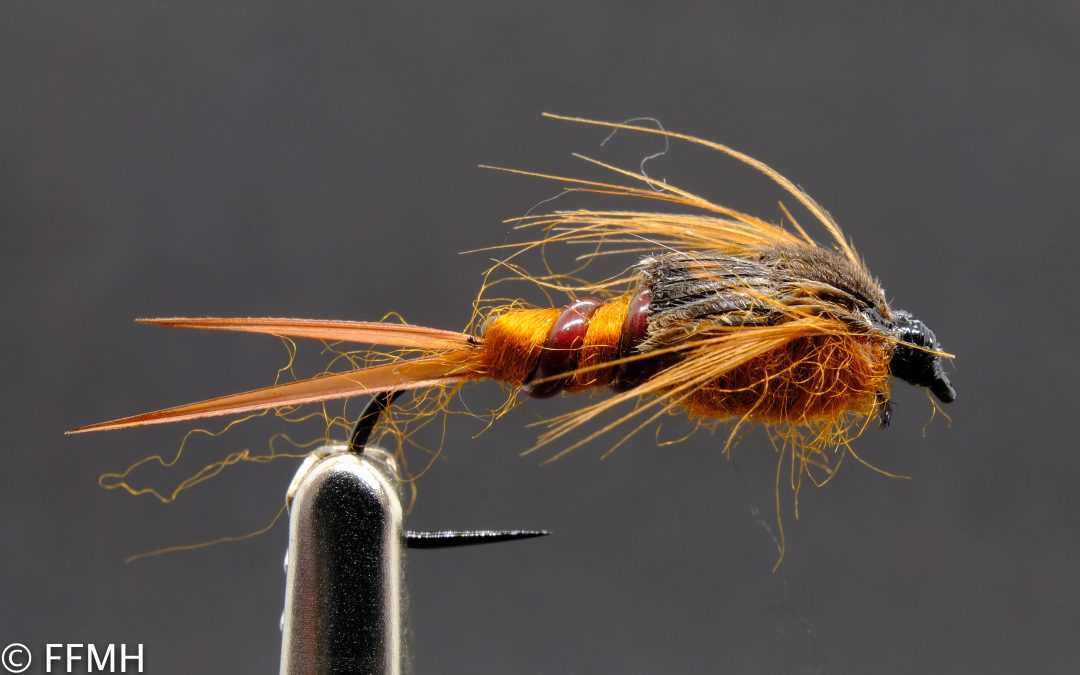 Brown Stonefly
