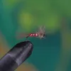 Split Wing Emerger