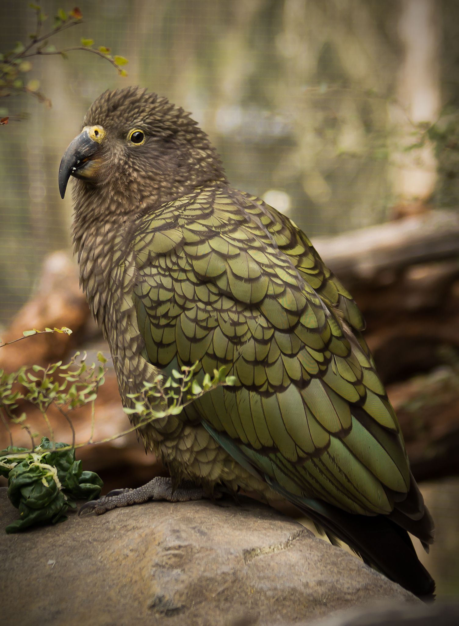 Kea