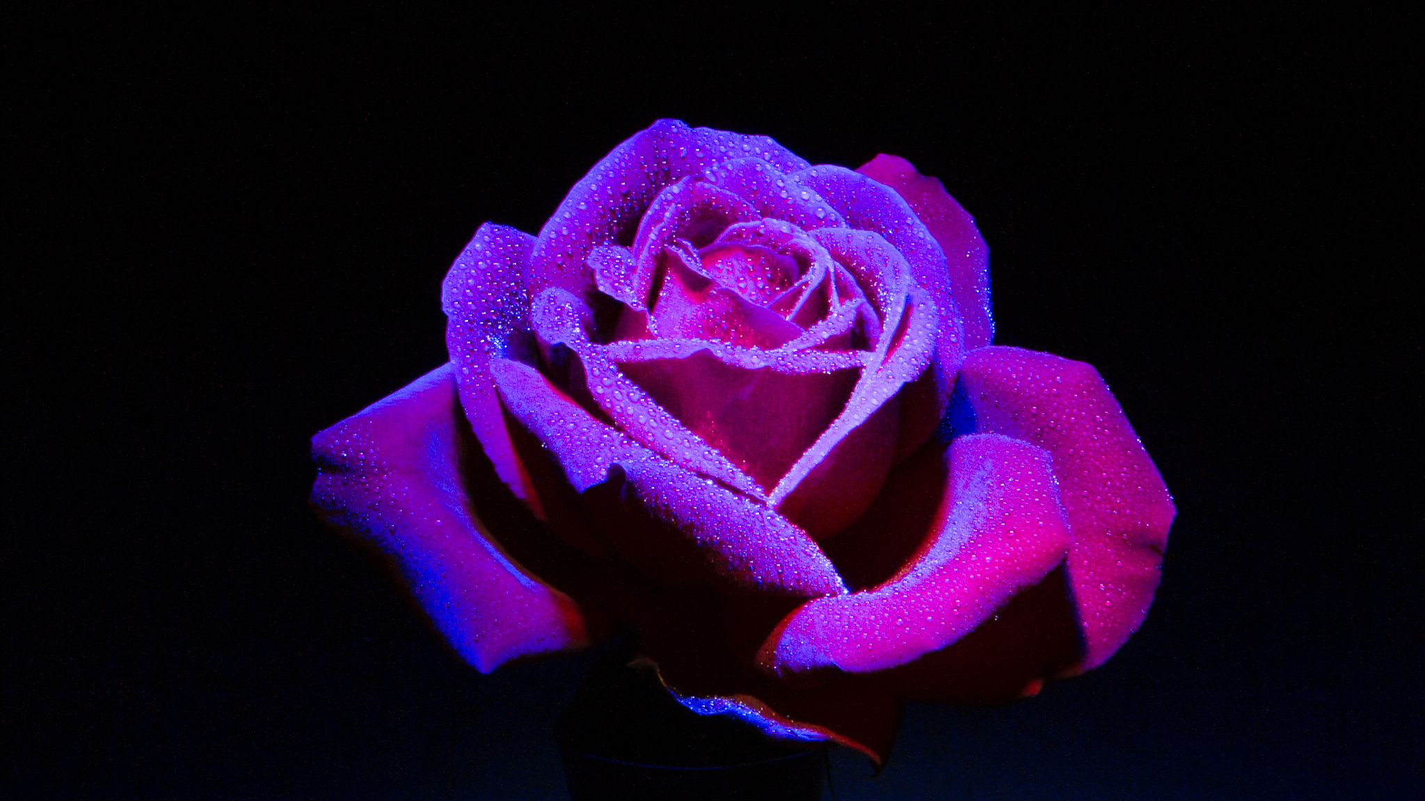 Red Rose Blue