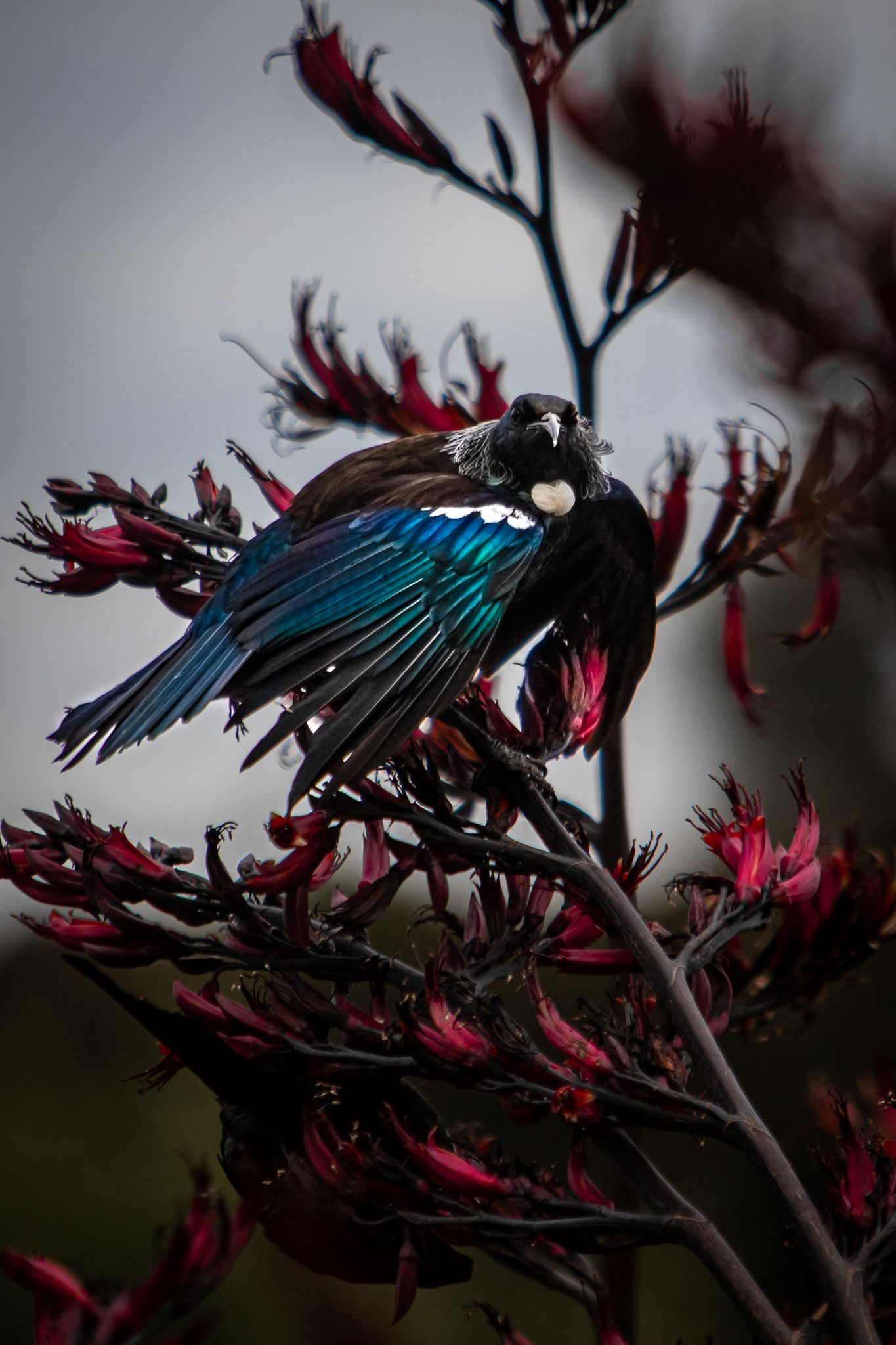 Tui in Flax 01