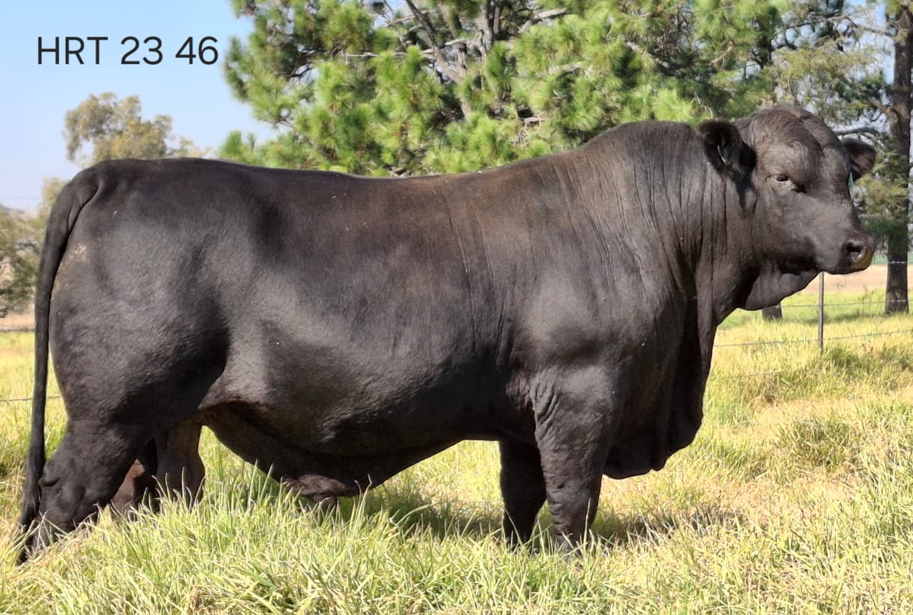KZN Brangus Club Auction at Netherwood Bull Ring
