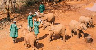 David Sheldrick Wildlife Trust