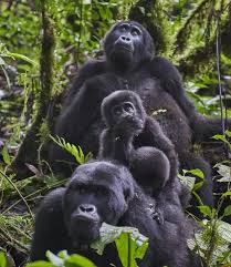 Bwindi Impenetrable Forest