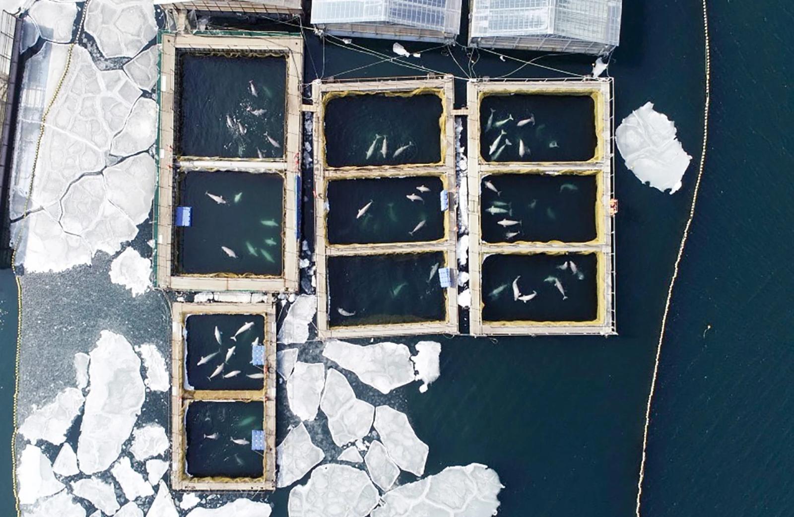 Last Captive Whales Released From Russian ‘Whale Jail’
