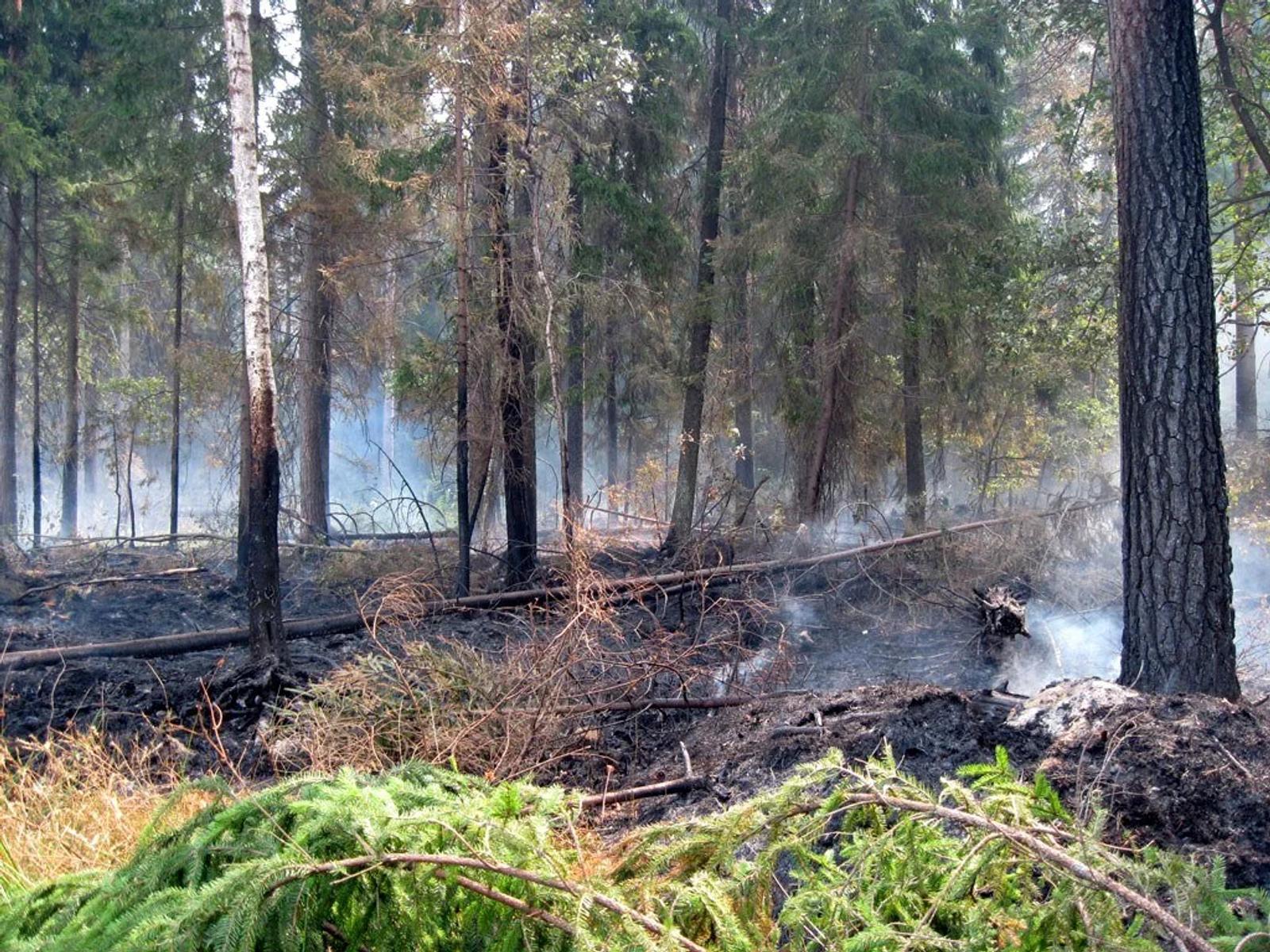 Arctic Wildfires Rage in Siberia, Producing Record CO2 Emissions