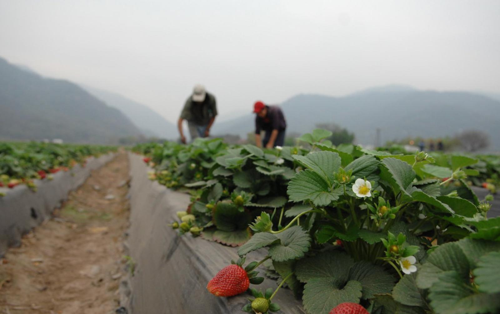 China’s most recent trade policy suspends tariff exemptions on 34 Taiwanese agricultural products, including fruit, vegetables, and aquatic plants 