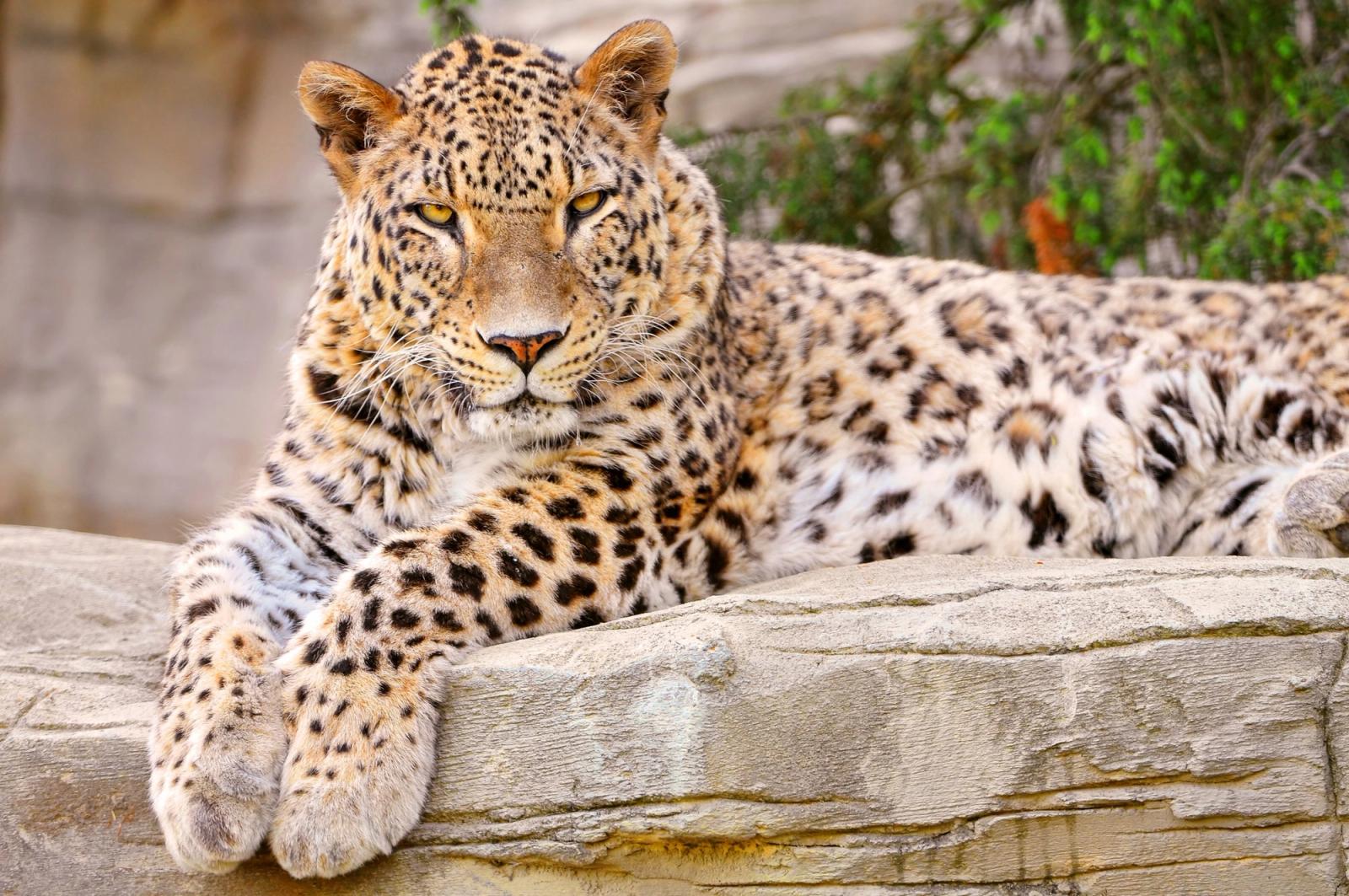 2025 Report is Encouraging for Persian Leopard Conservation Efforts