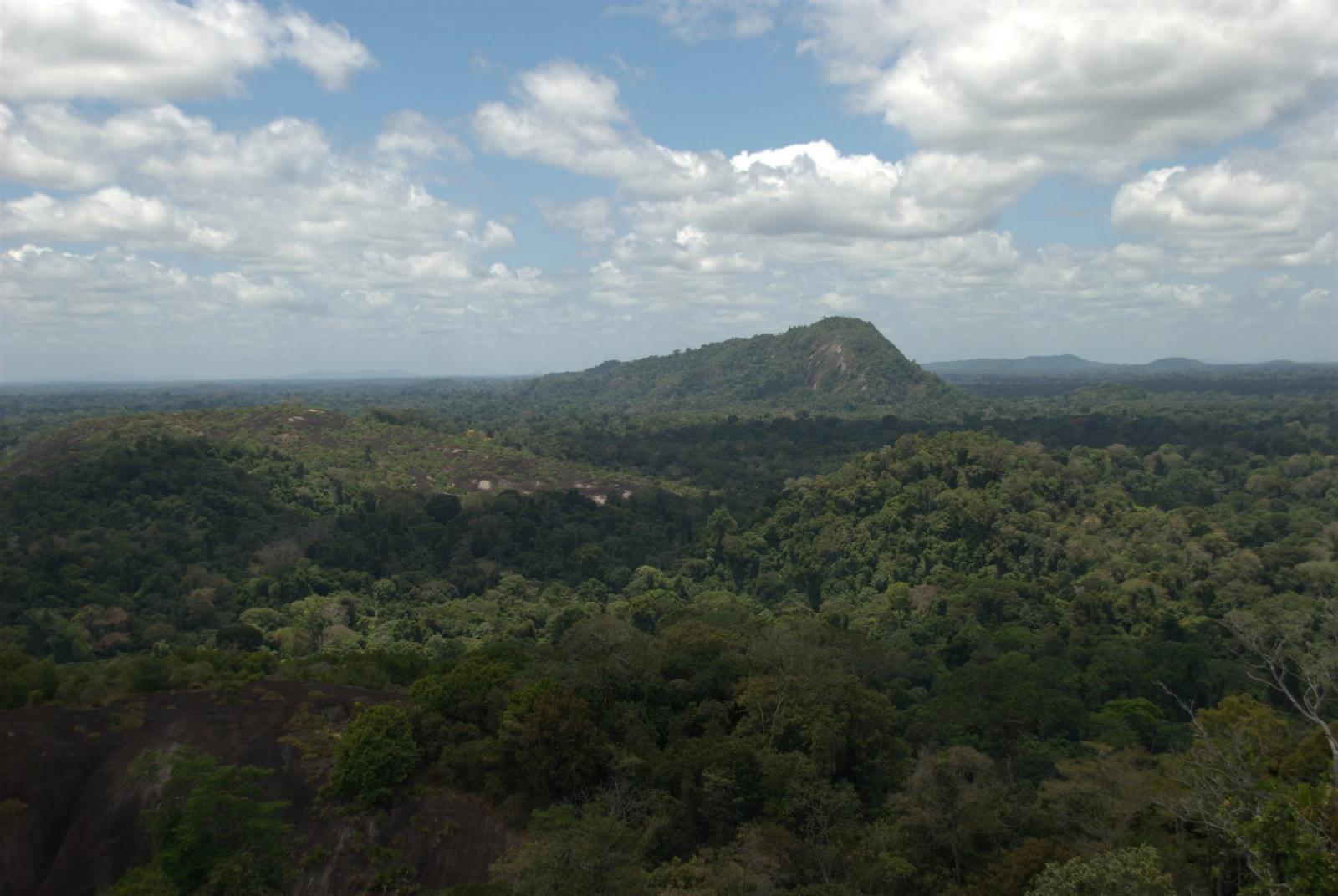 Suriname First to Sell Carbon Credits Under Paris Agreement