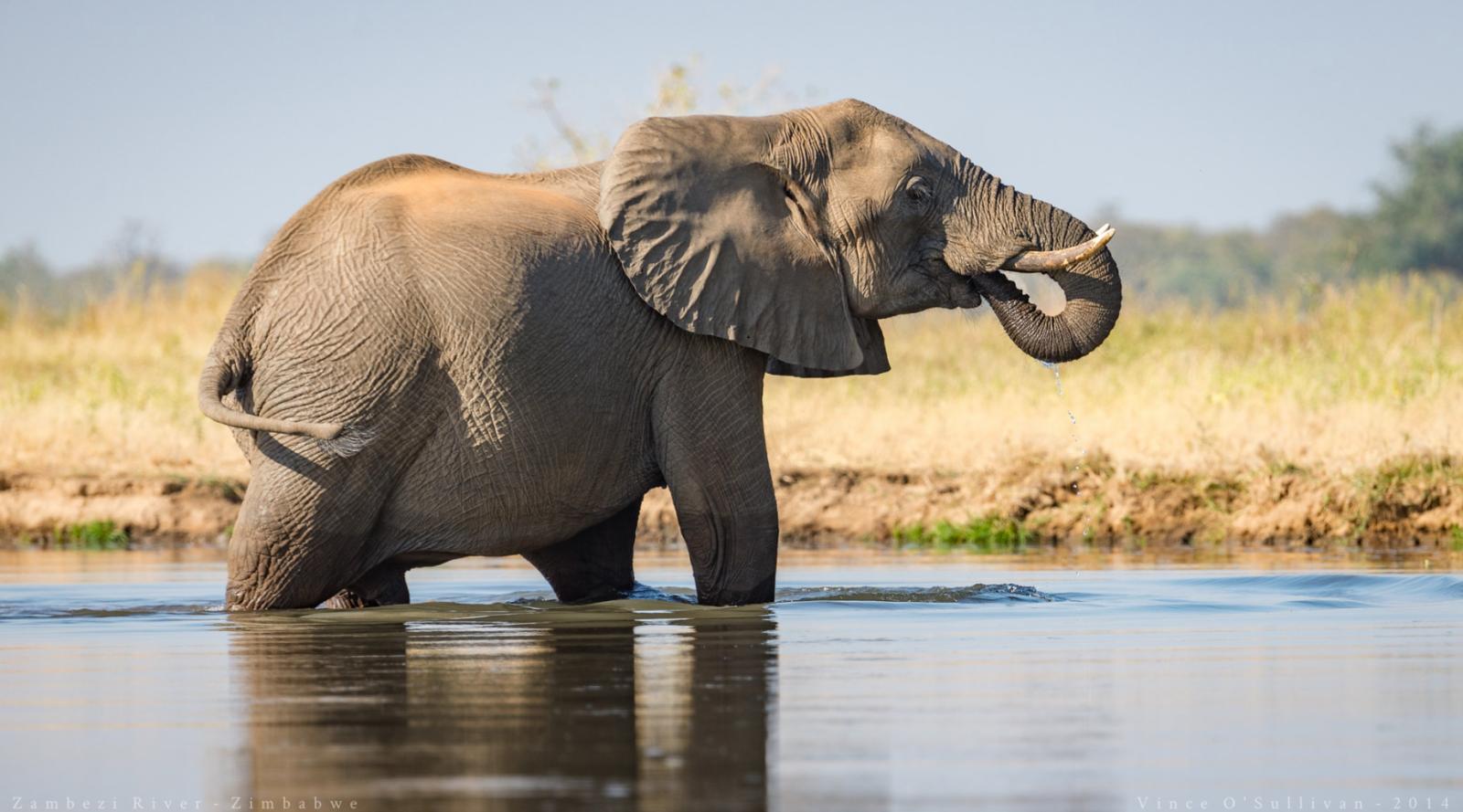 Zimbabwe to Sell Rights to Hunt Endangered Elephants