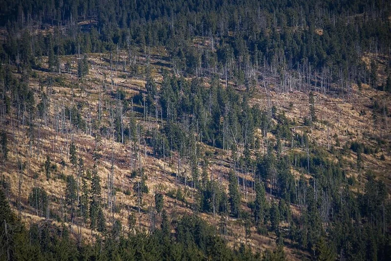 European Commission Demands Action Against Illegal Logging in Romania