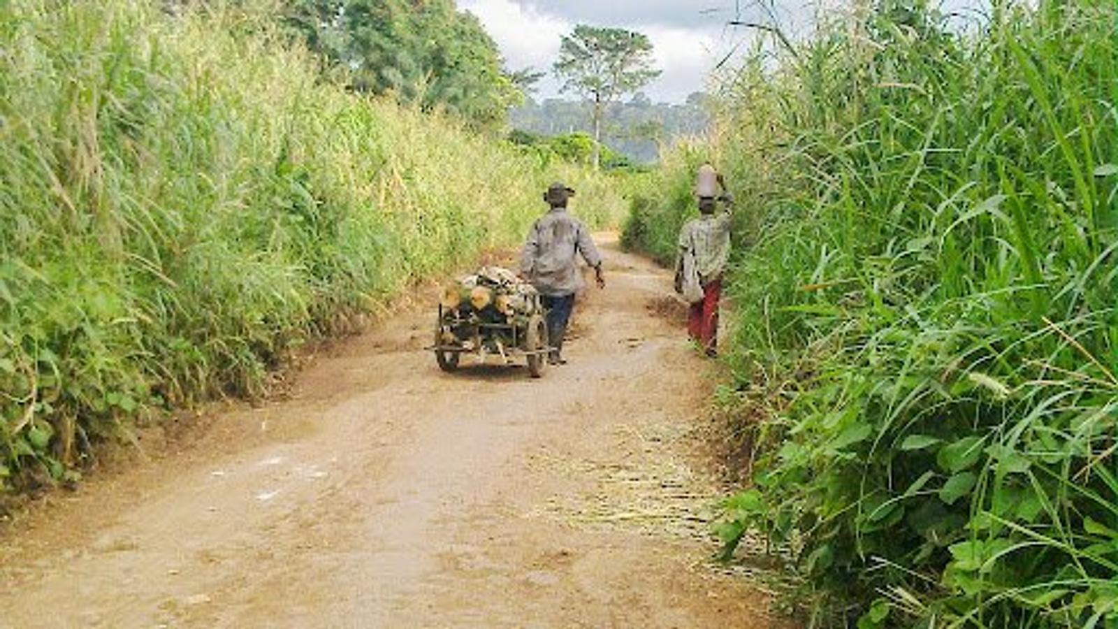 Sugarcane Union Strikes for Better Conditions Turn Violent in Cameroon