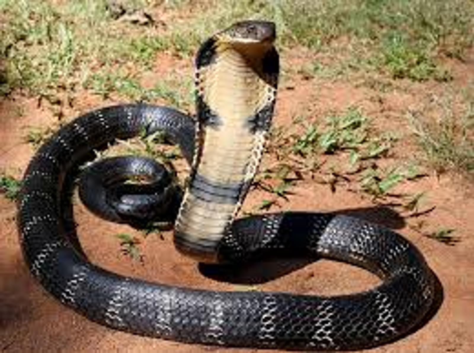 As International Snakebite Awareness Day Passes, Too Little is Done to Help African Countries that Struggle in the Fight Against this Neglected Tropical Disease