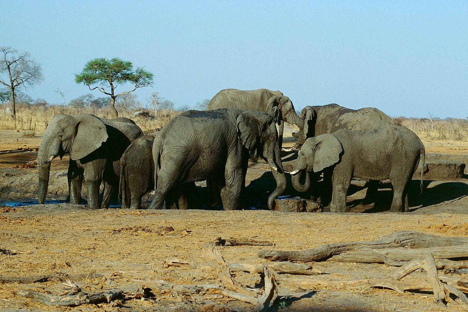Drought and Famine Caused by El Niño Pushing Sub-Saharan Africa to Cull Elephants