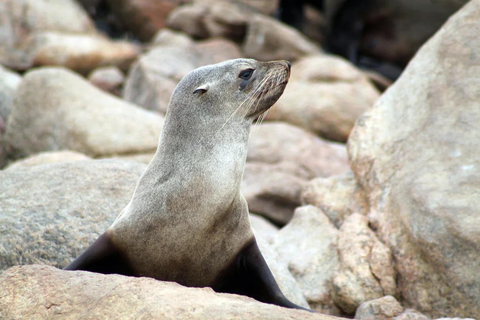 Thousands of Seal Pups Dead on Namibian Coast