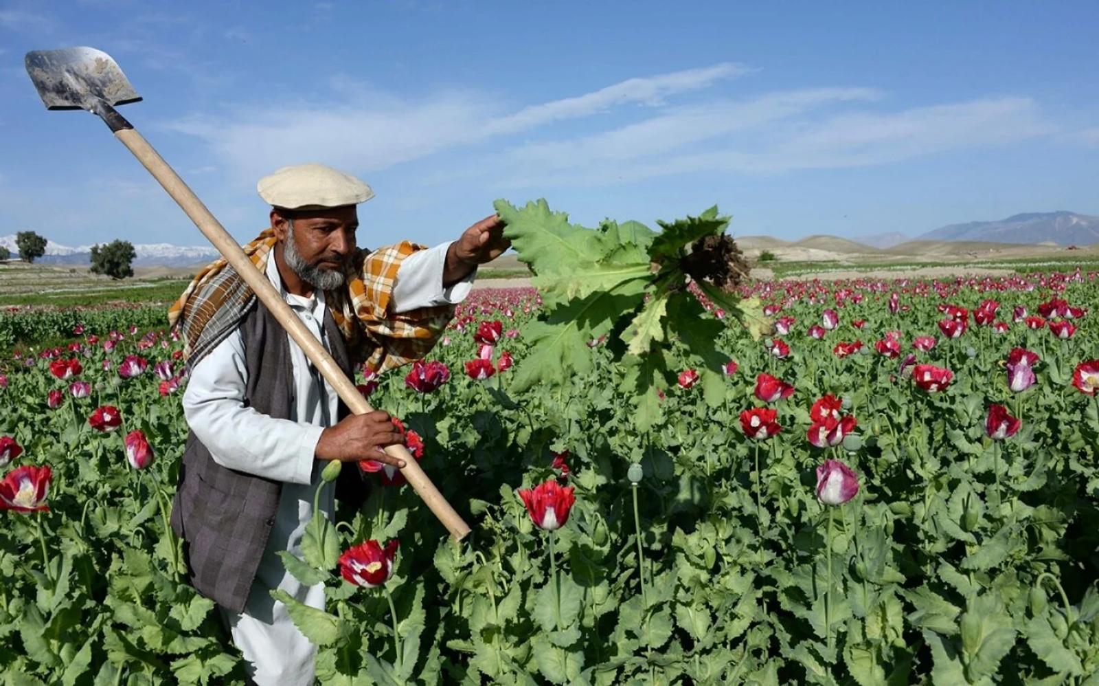 Agricultural Bills Cause an Uproar Among India’s Farmers