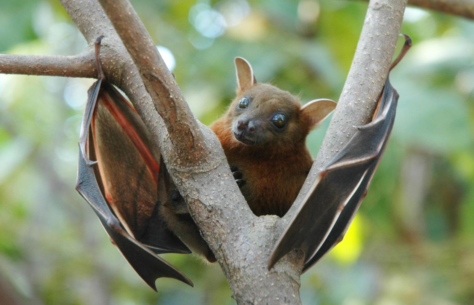 Scientists believe that the fruit bat is the main carrier of the Nipah virus