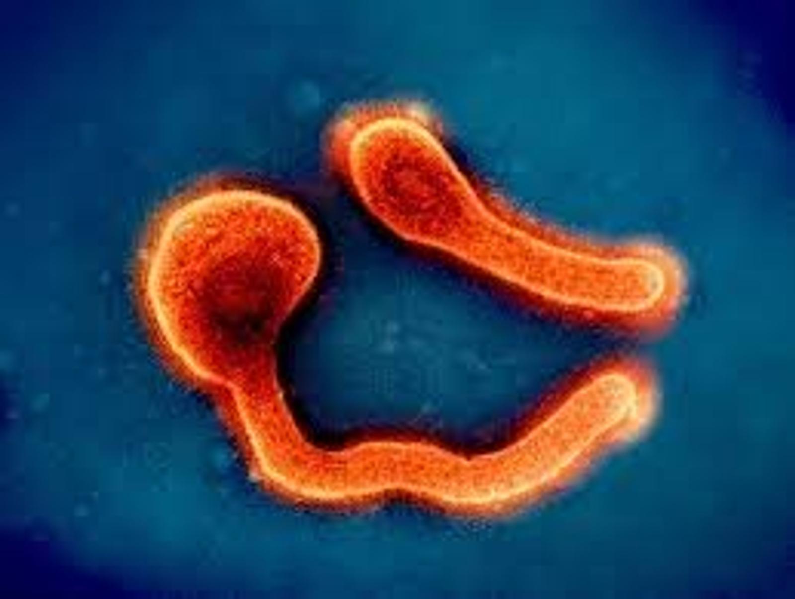 Rwanda Deals With a Deadly Outbreak of Marburg Virus Disease as it Becomes a Testing Ground for Vaccines